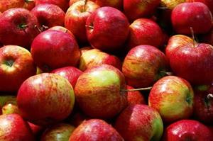 apples
